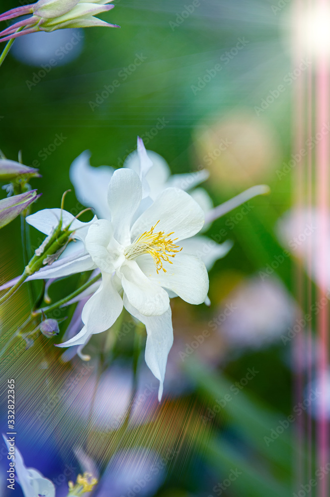 Close-up view of the white Aquilegia columbina flower. Selective focus, shallow depth of field.