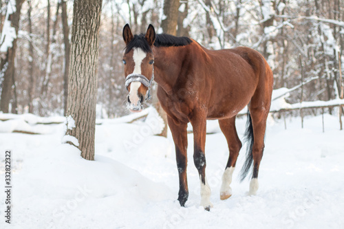red horse in winter © aleksa3136