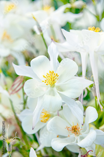 Close-up view of the white Aquilegia columbina flower. Selective focus, shallow depth of field