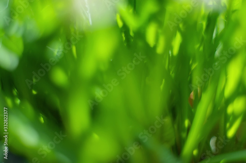 Abstract green plant background. Blurred spring background for the designer