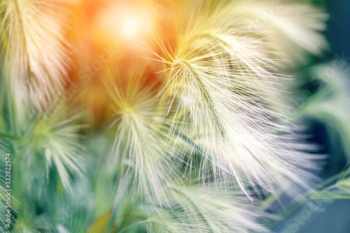 Herbaceous plant barley maned. Picturesque grass with a long shiny