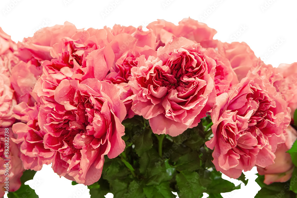 Romantic bouquet of peony pink roses. Selective focus, close-up. Isolated on white Romantic bouquet of peony pink roses. Selective focus, close-up. Isolated on white