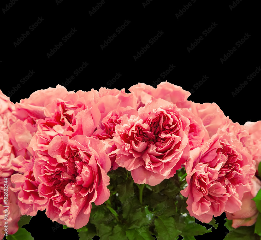Romantic bouquet of peony pink roses. Selective focus, close-up. Isolated on black Romantic bouquet of peony pink roses. Selective focus, close-up. Isolated on black