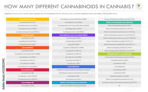 How Many Different Cannabinoids in Cannabis horizontal business infographic illustration about cannabis as herbal alternative medicine and chemical therapy, healthcare and medical science vector.