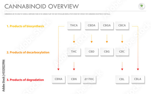Cannabinoid Overview horizontal business infographic illustration about cannabis as herbal alternative medicine and chemical therapy, healthcare and medical science vector.