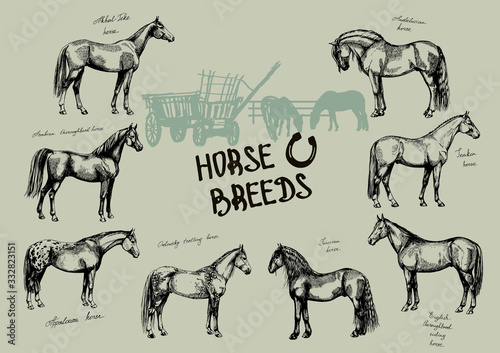 graphic set farm riding and trotting horses