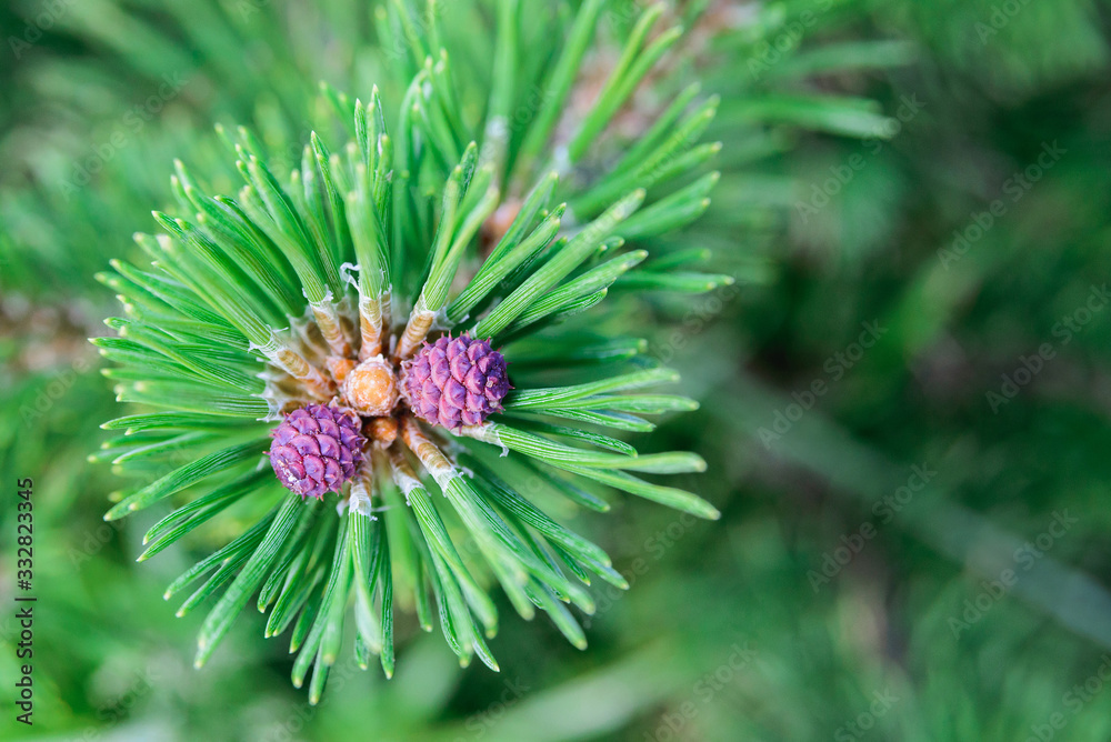 macro shoot of young pine cone and green needles from Mountain pine or bog, creeping, mugo, scrub, dwarf mountain pine, horizontal closeup outdoors stock photo image macro shoot of young pine cone and green needles from Mountain pine or bog, creeping, mugo, scrub, dwarf mountain pine, horizontal closeup outdoors stock photo image