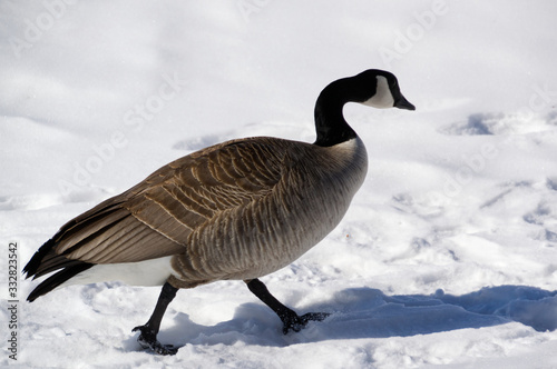 Canadian Goose in Snow