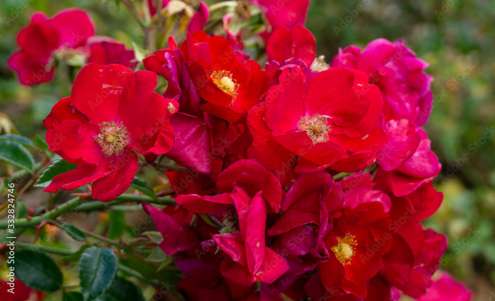 A bunch of red flowers