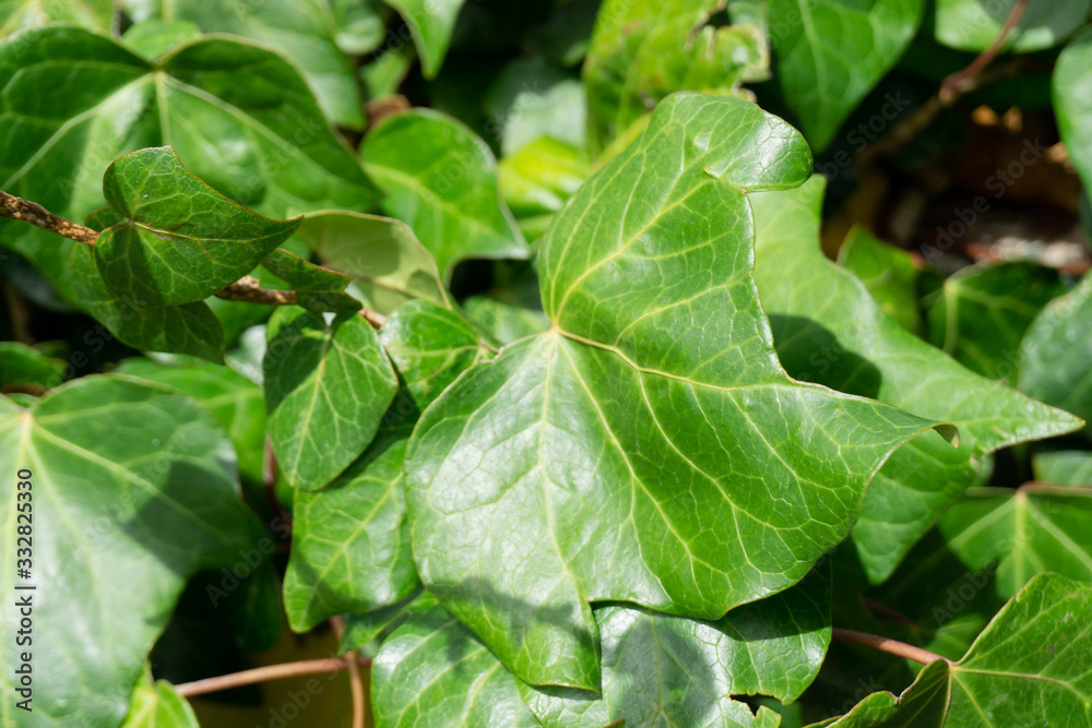 Obraz premium Green leaves