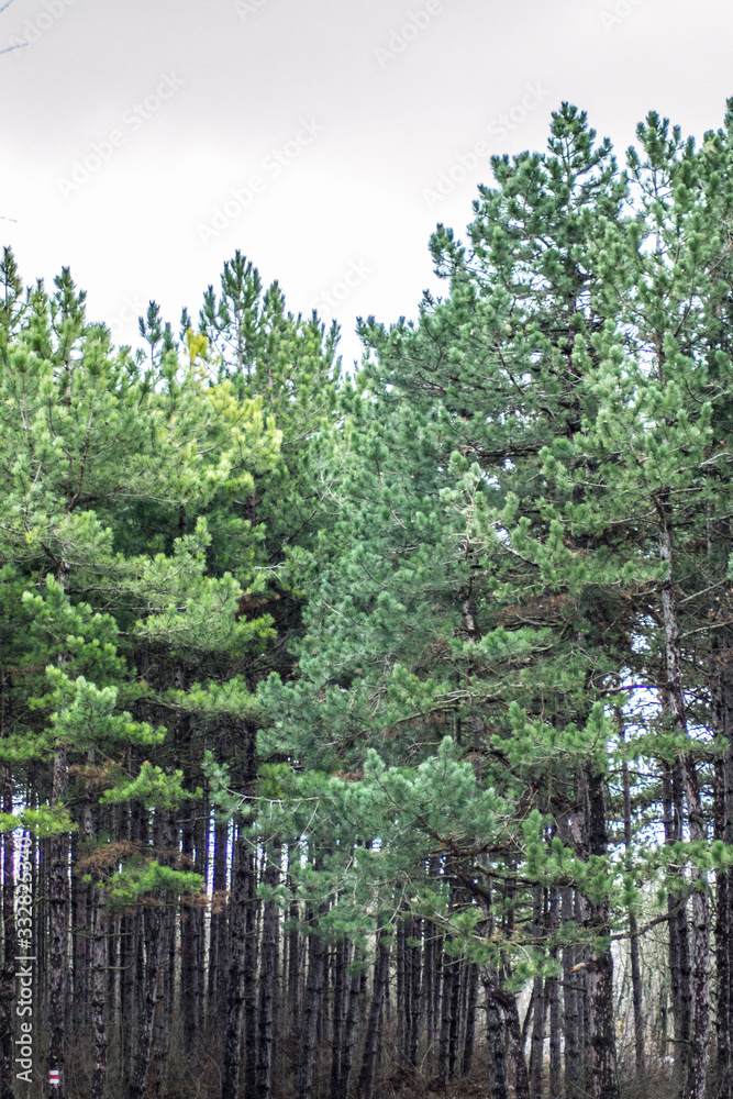 Fototapeta premium Beautiful season in the forest, mountain path, road with evergreen trees, dirt road
