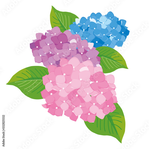紫陽花 イラスト Stock Vector Adobe Stock