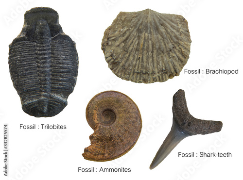 Fossils Specimens, four Fossils Specimens  : Practical Specimens for Study of Earth Science / Isolated white photo