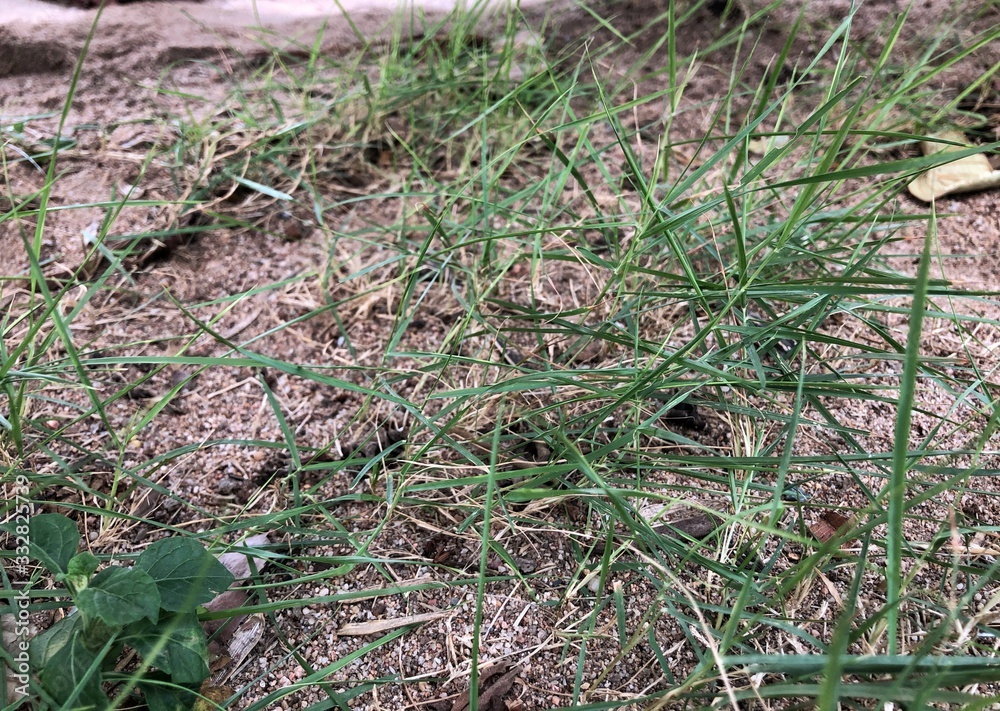 green grass growing in the dry rural land green grass growing in the dry rural land