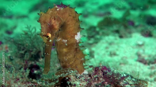 Small brown sea horse at the bottom of the sea facing the camera, during the night dive tour photo