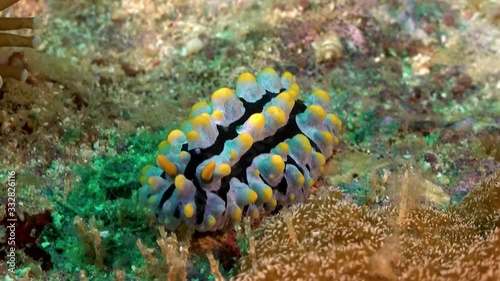 A sea slug underwater - Varicose Phyllidia (Phyllidia varicosa) photo