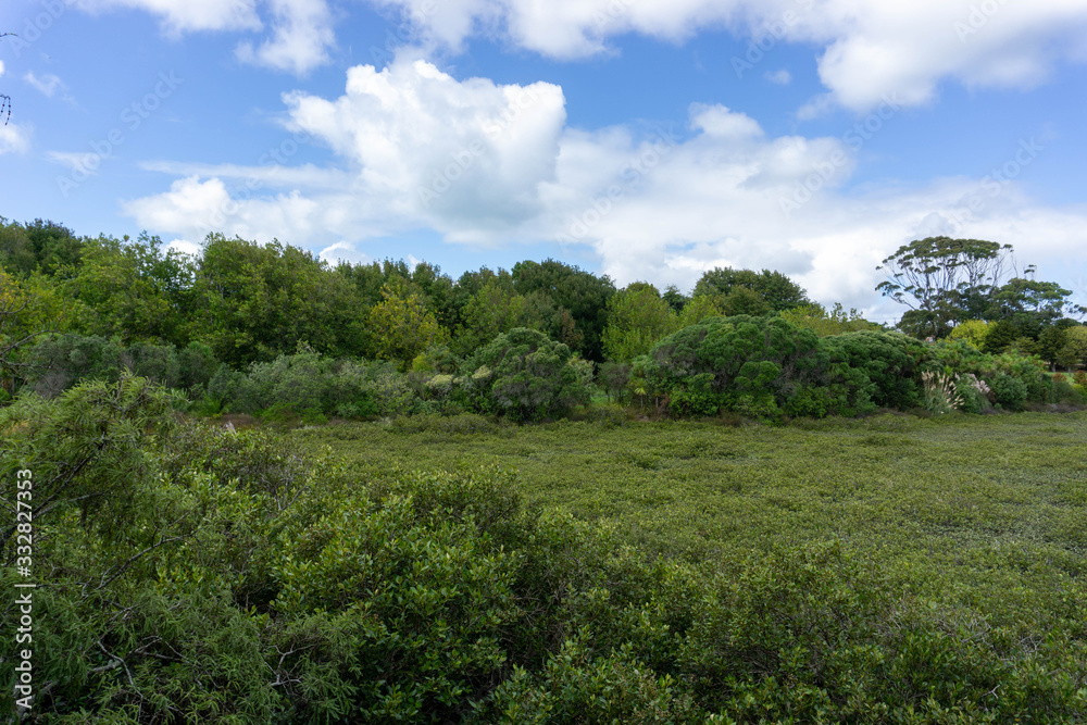 landscape with trees and blue sky