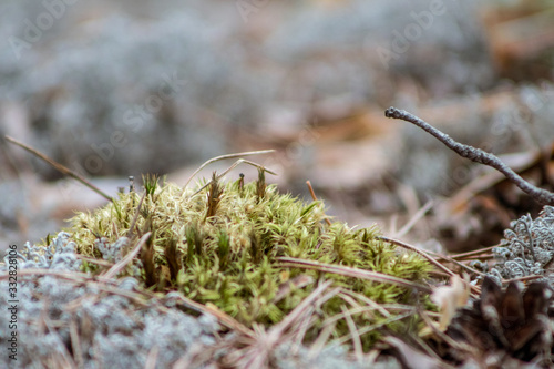 forest moss. lichen © aleksa3136