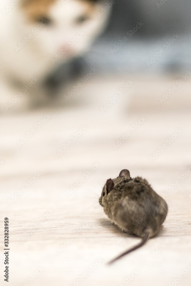 the gray mouse is a parasite