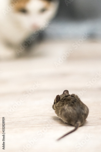 Fototapeta Naklejka Na Ścianę i Meble -  the gray mouse is a parasite