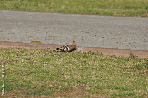 Hoopoe feeding on a lawn in Israel. An adult bird is looking for insects. © TRINGA