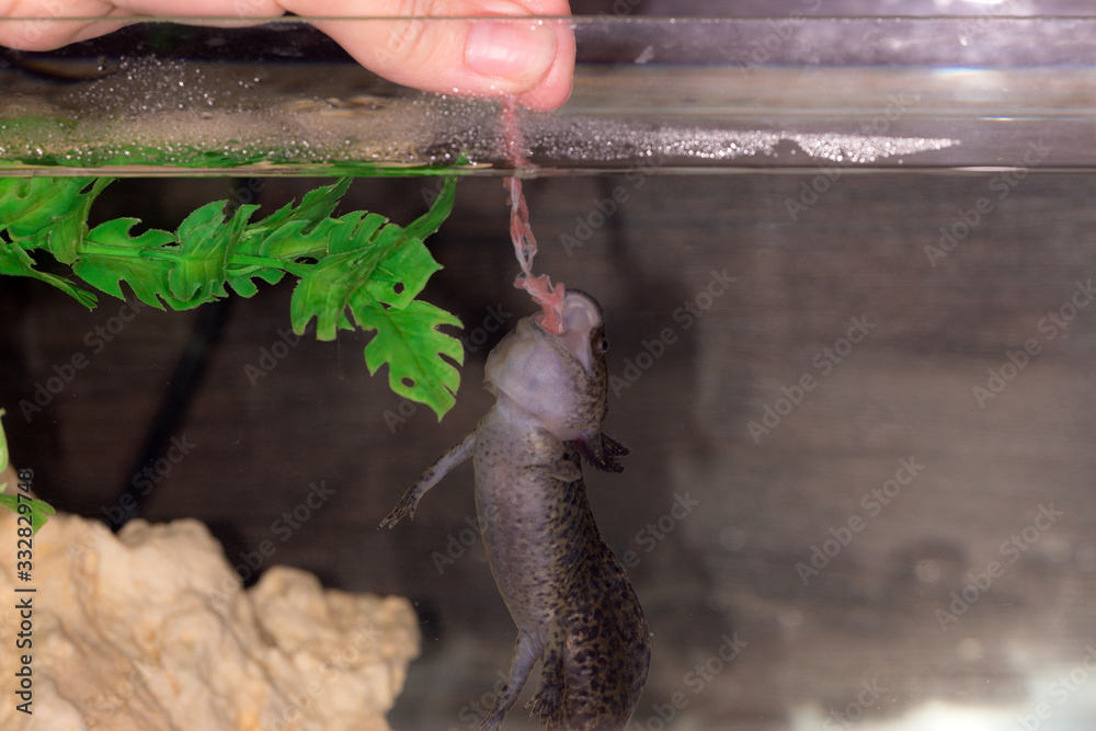 feeding black axolotl
