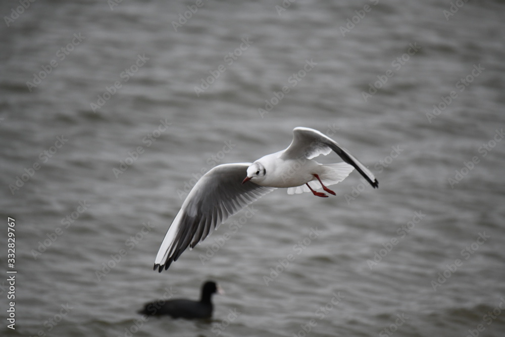 Obraz premium ユリカモメ