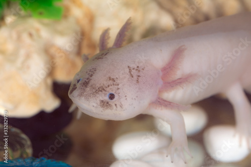 axolotl in water closeup