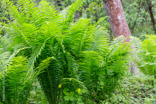 Green fern in a forest