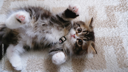 ミヌエット１（３ヶ月）