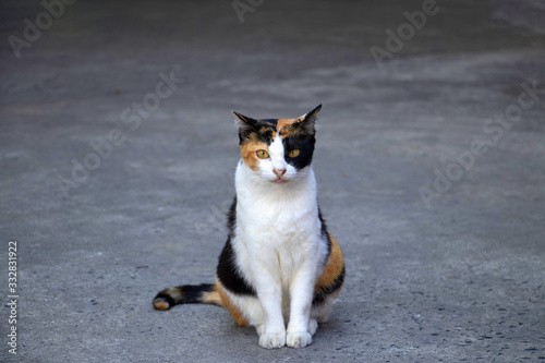 Photography Full body portrait of a magnificent domestic calico cat, sitting on grey background and looking straight to the camera