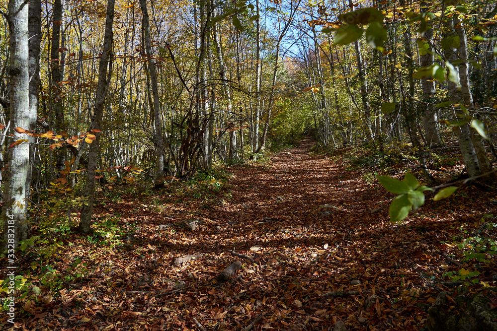 Image of a dirt road in the autumn forest.