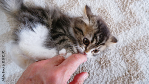 ミヌエット２（３ヶ月）