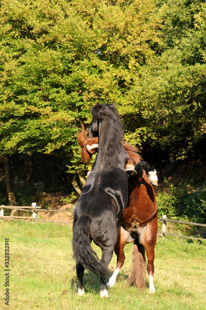 Spielende Ponyhengste