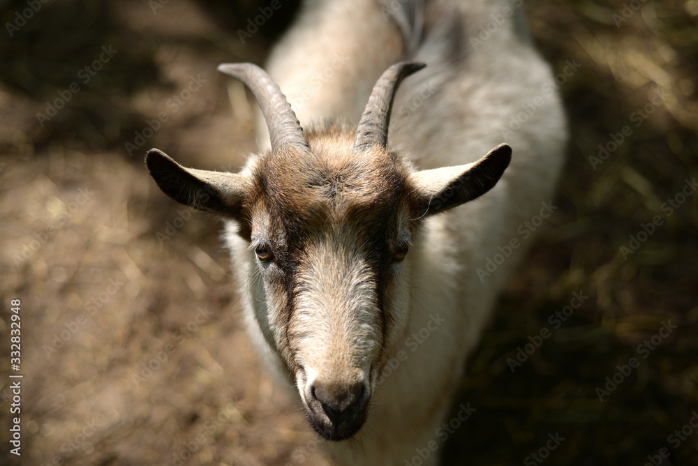 full face portrait of a goat full face portrait of a goat