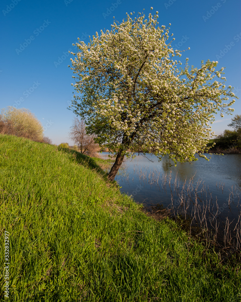 Fototapeta premium Blooming wild pear tree by the river.