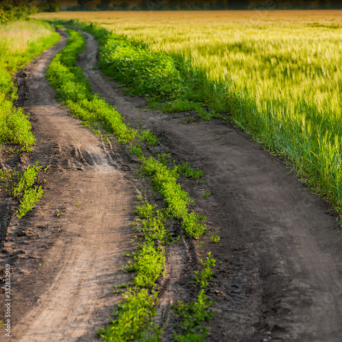 Dirt road in a wheat field in the evening.