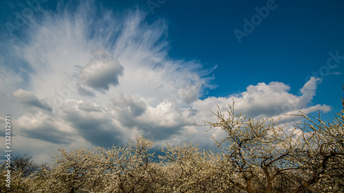 Blue sky with white clouds and a blooming orchard of fruit trees  panoramic landscape.
