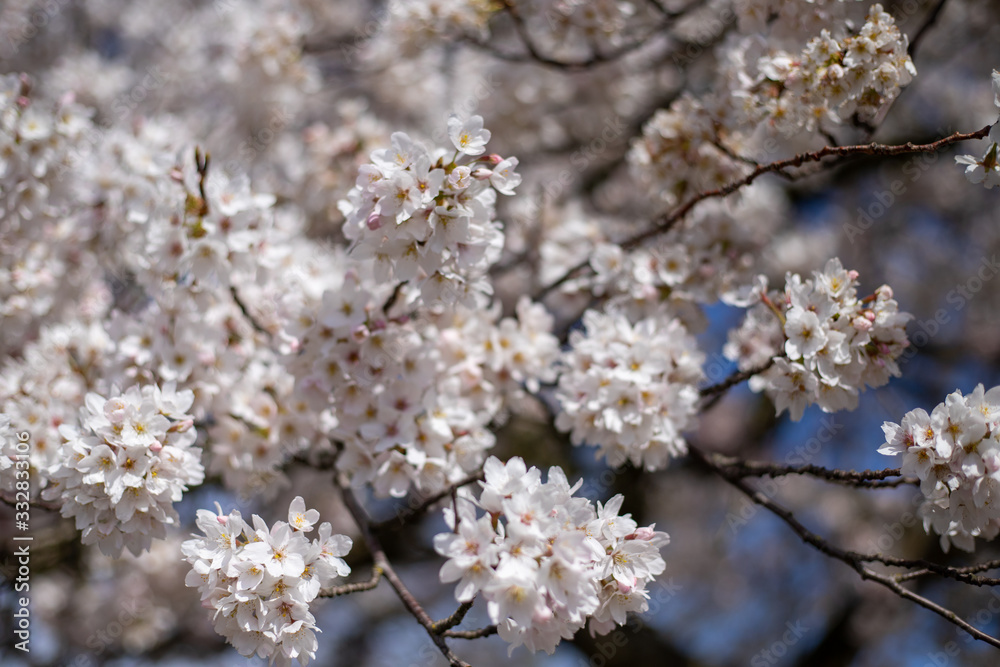 White Japanese cherry tree flowers over blue sky White Japanese cherry tree flowers over blue sky