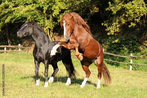 Spielende Ponyhengste