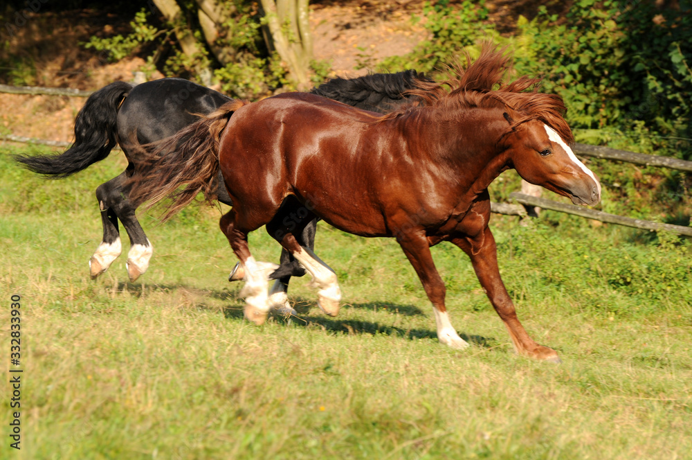 Spielende Ponyhengste