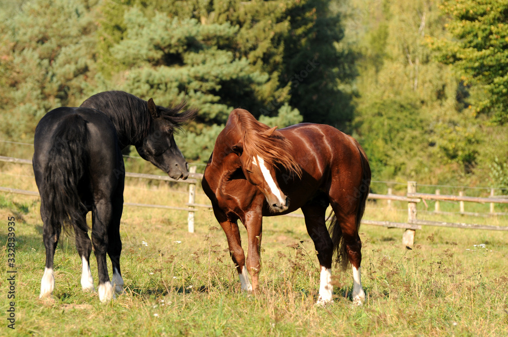 Spielende Ponyhengste