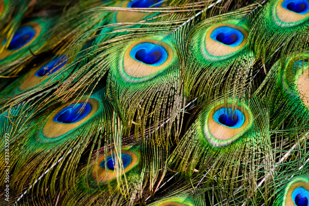 Fototapeta premium Male peacock colorful feathers