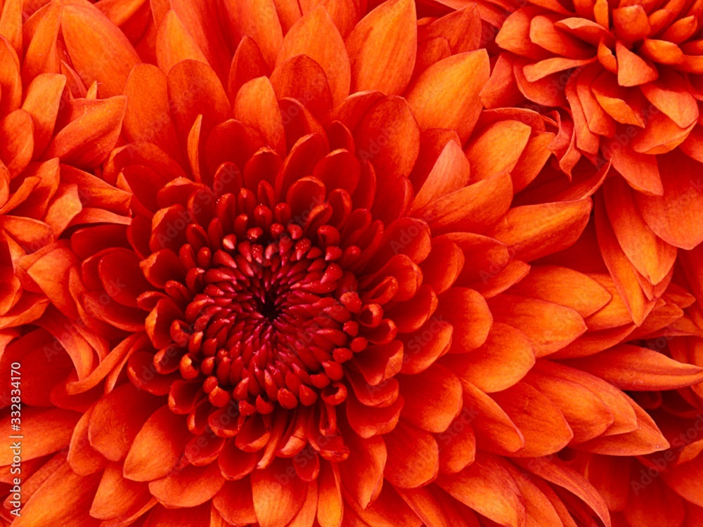 flower flower