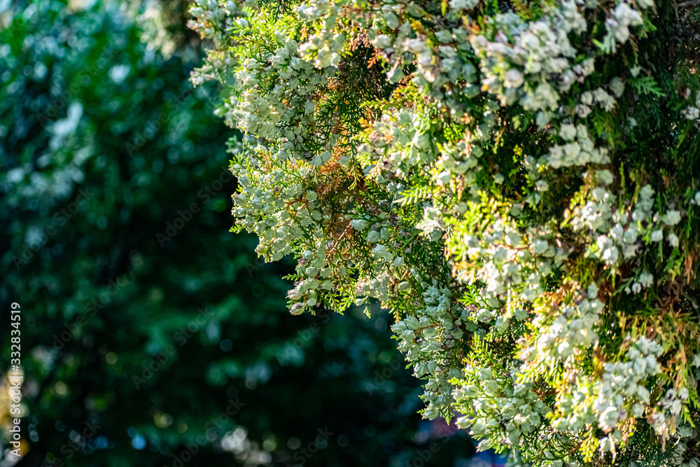 Aquamarine bluish fruit cones on a green TUI Bush. Plump and hard little balls of turquoise hue on small-leaved vegetation Aquamarine bluish fruit cones on a green TUI Bush. Plump and hard little balls of turquoise hue on small-leaved vegetation
