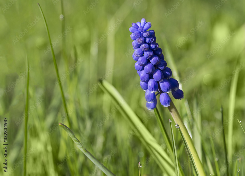 Meadow With Blue Grape Hyacinth Flower Meadow With Blue Grape Hyacinth Flower
