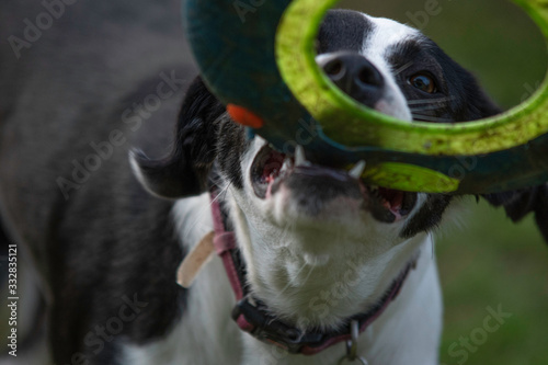 Black and white dog retrieving a frisbee - shallow focus on eye