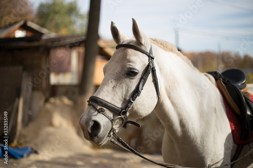 portrait of a white horse © aleksa3136