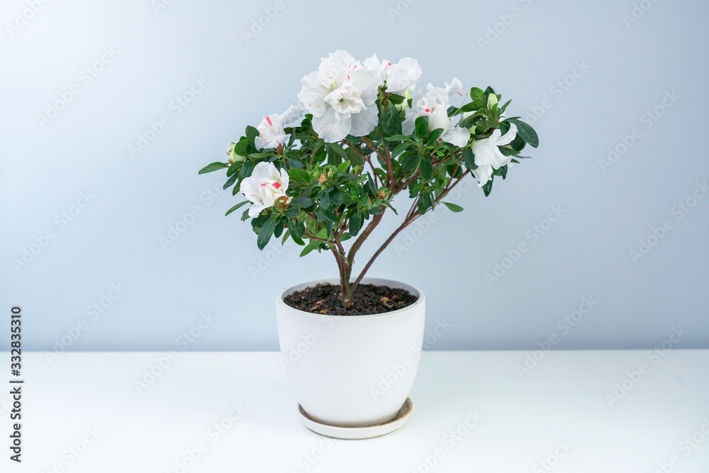 A pot of pink and white azaleas on the white table