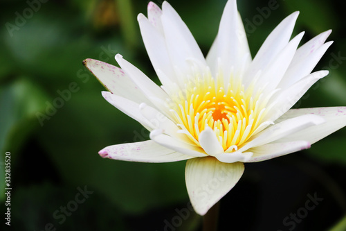 Beautiful white Lotus, water plant